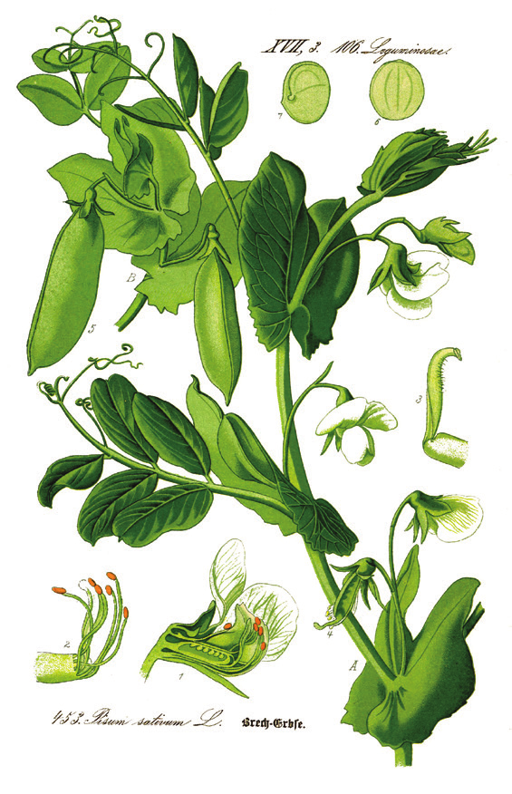 Περιγραφή του φυτού Με το όνομα μπιζέλι είναι γνωστά διάφορα είδη φυτών του γένους Pisum της οικογένειας των ψυχανθών.