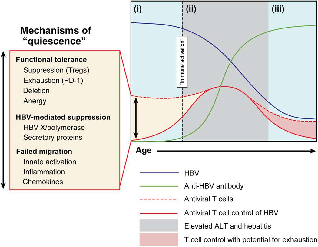 The natural progression of CHB through phases of (i) tolerance, (ii) activation, and (iii) control