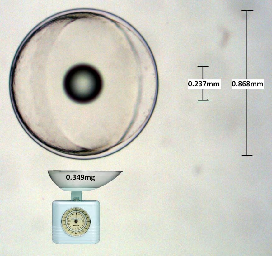 Εικόνα 3.2 Σχηματική απεικόνιση μέσων τιμών των χαρακτηριστικών διαστάσεων των αυγών του D. puntazzo. 3.2 Εμβρυακή ανάπτυξη στο μυτάκι Η εξέλιξη της εμβρυακής οντογένεσης στο μυτάκι (βλ. Πίνακας 3.