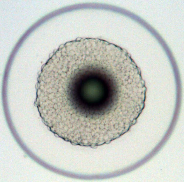 Βλαστίδιο Μετά το στάδιο του μοριδίου και στην αρχή του σταδίου του βλαστιδίου (blastula), η διάκριση των κυττάρων στο μυτάκι αρχίζει να περιορίζεται αφού μειώνεται το μέγεθος των κυττάρων εξαιτίας
