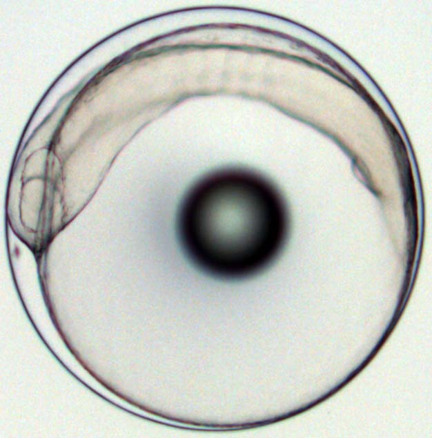 Εικόνα 3.17 Οργανογένεση, στη φάση των 4 σωμιτών, του D. puntazzo.
