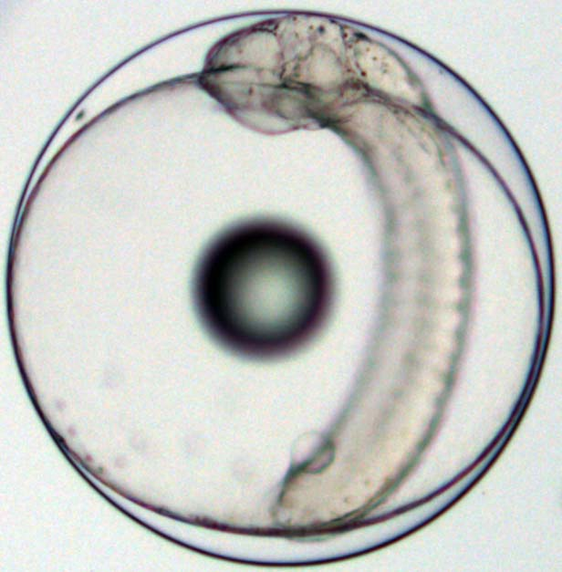 19). Εικόνα 3.18 Οργανογένεση, στη φάση των 6 σωμιτών, του D. puntazzo.
