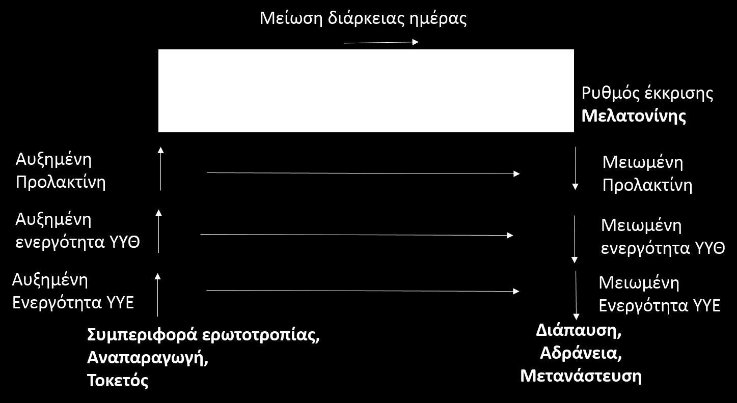 Υποθάλαμος-υπόφυση-επινεφρίδια (ΥΥΕ) ρυθμίζουν τους