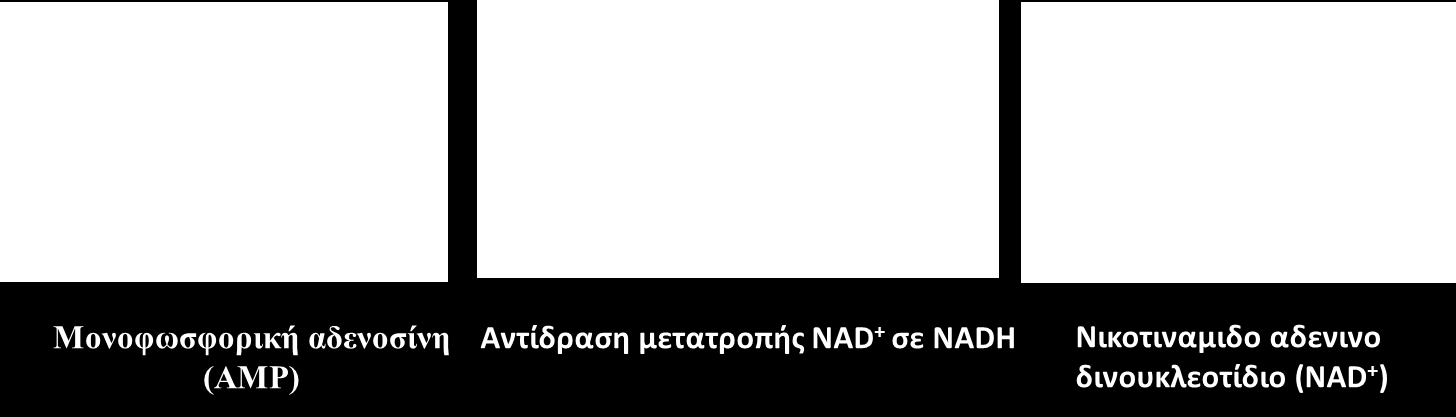 Μηχανισμοί βιολογικής Αδράνειας 2/2 17