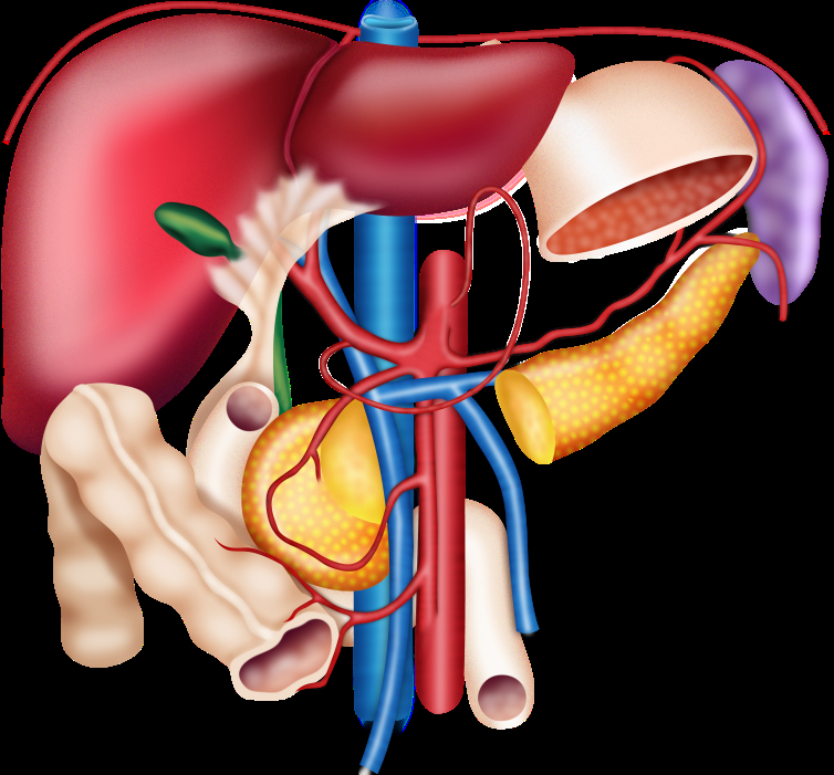 lymph node dissechon 4s 2 1 12 7 8 9 4s 5 10