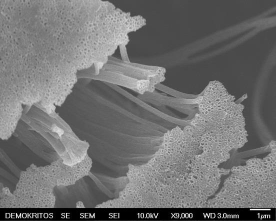 Σχήμα 3.3. Μικρογραφίες SEM των δισκίων αλουμίνας (ΑΑΟ) με 5 mg πολυϊμιδίου μετά την ανθρακοποίηση για 2 h στους 750 0 C υπό ροή Ar. Το κεραμικό υπόστρωμα έχει απομακρυνθεί.