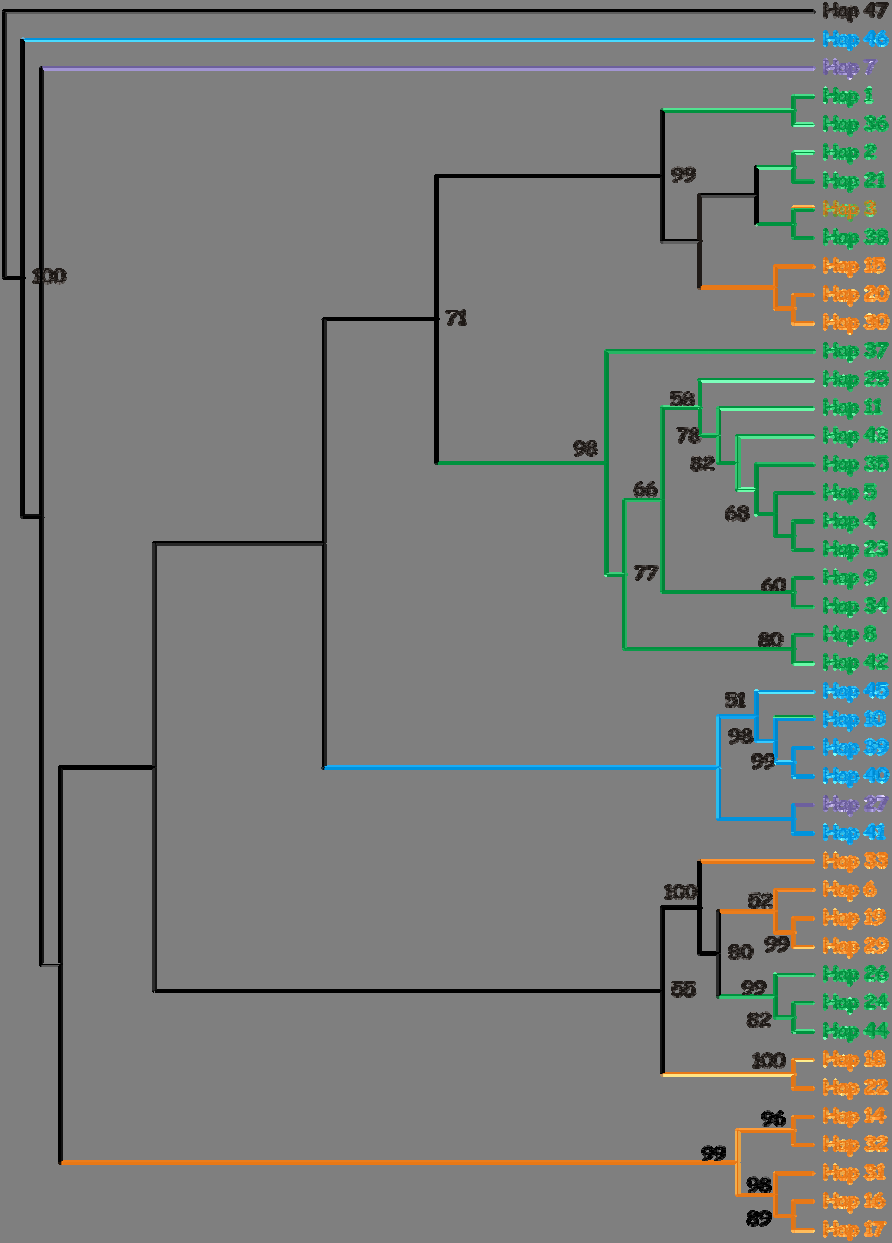 Εικόνα Γ-8: Κλαδόγραμμα Μέγιστης Φειδωλότητας (ΜΡ) με βάση στοιχισμένες αλληλουχίες μήκους 512bp του γονιδίου COI mtdna