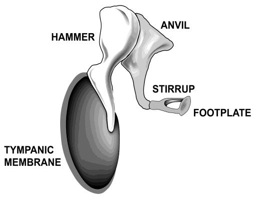 τυμπανικού υμένα και έσω αυτιού. Το πρώτο οστό η σφύρα το οποίο είναι και το μεγαλύτερο από τα υπόλοιπα οστάρια πού σχηματίζουν τη μηχανική σύνδεση προσφύεται στον τυμπανικό υμένα.