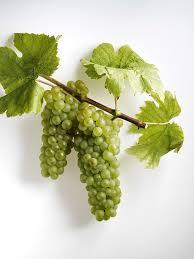 com Το Pinot blanc είναι μια πολύπλευρη, λευκή ποικιλία σταφυλιού που χρησιμοποιείται για την παραγωγή αφρώδους