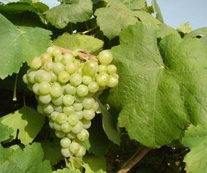 2.7. Parellada Εικόνα 2.11. Σταφύλι Parellada Πηγή: www.wine-searcher.com Η ποικιλία Parellada, όπως προαναφέρθηκε, βρίσκεται στις κύριες ποικιλίες στην παραγωγή των οίνων Cava.