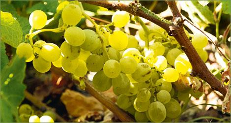 2.12. Αθήρι Εικόνα 2.20. Σταφύλι Αθήρι Πηγή: www.wineandgrapes.gr Η λευκή ποικιλία αθήρι είναι μια από τις πιο κομψές και πολλά υποσχόμενες ελληνικές ποικιλίες.