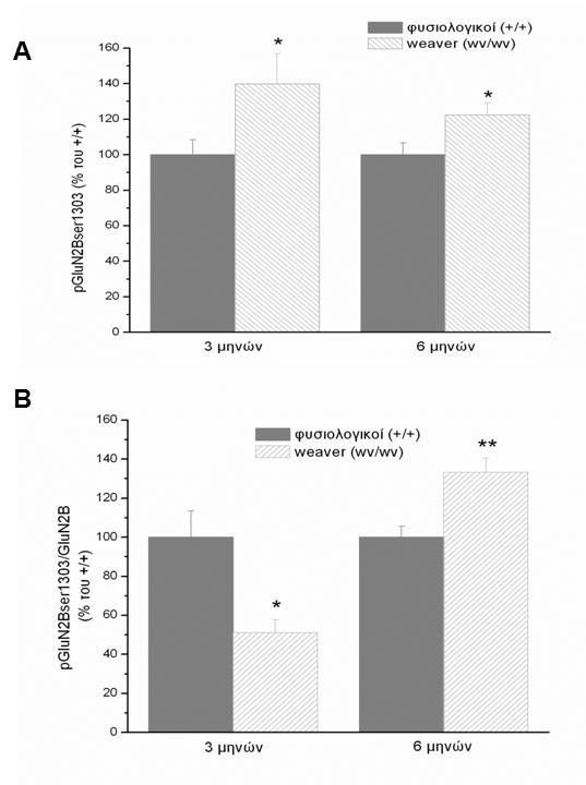 Εικόνα 20. Επίδραση της χρόνιας και σταδιακής ντοπαμινεργικής εκφύλισης στο επίπεδο φωσφορυλίωσης της υπομονάδας GluN2B του υποδοχέα NMDA στη σερίνη 1303 σε μύες weaver και φυσιολογικούς. Α.