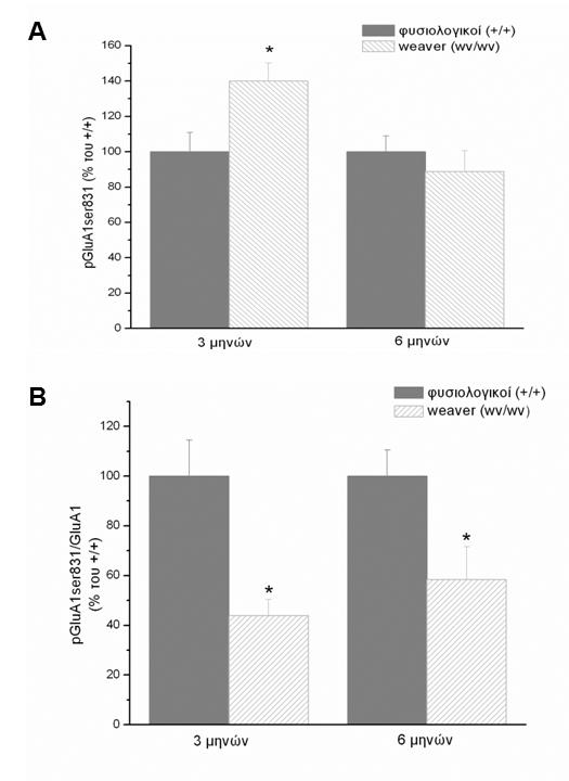 Εικόνα 23. Επίδραση της σταδιακής μακρόχρονης ντοπαμινεργικής εκφύλισης στο πρωτεϊνικό επίπεδο της φωσφορυλιωμένης υπομονάδας GluA1 του υποδοχέα AMPA στη σερίνη 831 σε μύες weaver και φυσιολογικούς.