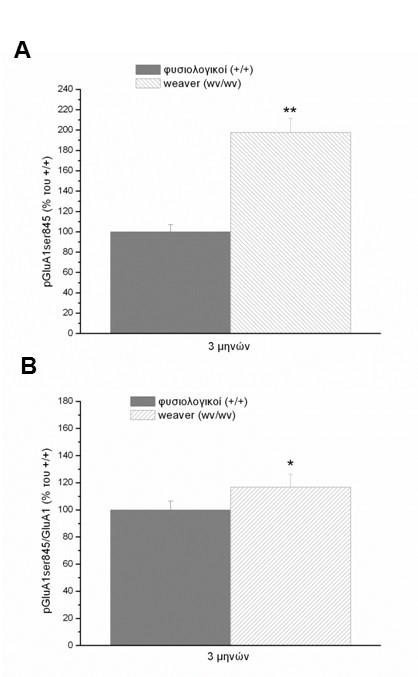 Εικόνα 24. Επίδραση της χρόνιας και σταδιακής ντοπαμινεργικής εκφύλισης στο πρωτεϊνικό επίπεδο της φωσφορυλιωμένης υπομονάδας GluΑ1 στη σερίνη 845 του υποδοχέα NMDA σε μύες weaver και φυσιολογικούς.