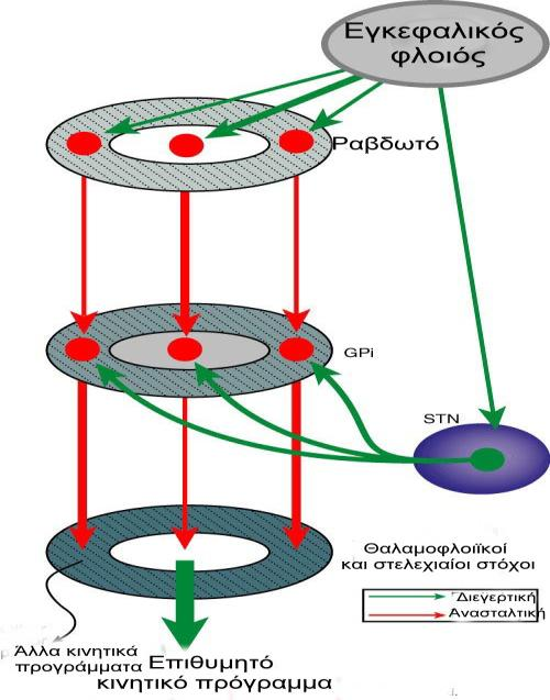 20 Δεύτερον, μια συνολική θεώρηση του κυκλώματος των βασικών γαγγλίων αναδεικνύει δύο βασικές οδούς από τον εγκεφαλικό φλοιό στους μετωπιαίους λοβούς Εικόνα 4.