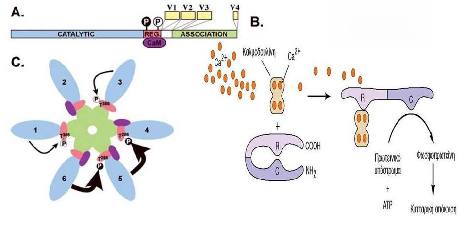 ρυθμιστικής περιοχής και στην ενεργοποίηση του ενζύμου μέσω της έκθεσης του καταλυτικού κέντρου (Εικόνα 14). Εικόνα 14. Δομή και ρύθμιση της CaMKIΙ.