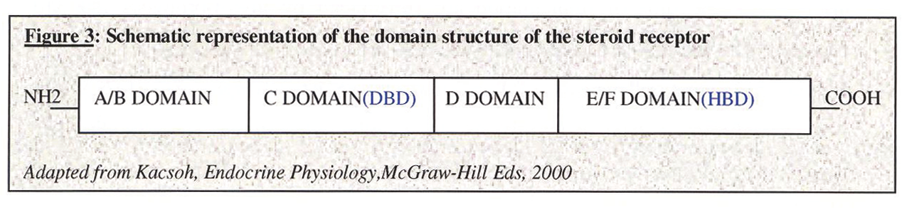 ΚΥΡΟΥ ΔΗΜΗΤΡΑ 39 Katszenellebogen,1996; Moutsatsou and Sekeris,1997; Kacsoh,2000a) (Σχ.5). Σχ. 5. Σχηματική παρουσίαση της δομής του στεροειδού υποδοχέα. Ο ER έχει βραχύ ενώ ο PR μακρύ A/B περιοχή.