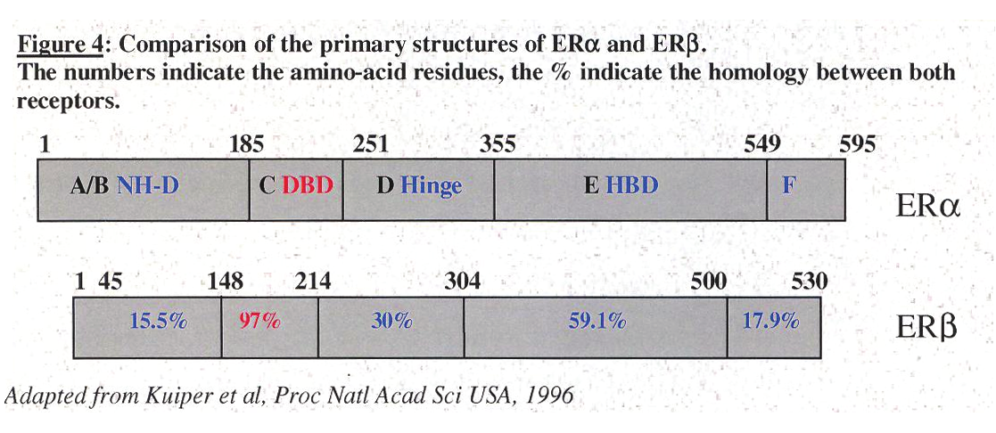 ,1997) και στο χρωμόσωμα 14 (Gustafsson,1999) κωδικοποιούν για 2 υψηλούς ομόλογους υποδοχείς, ΕRα και ΕRβ (Κuiper et al,1996) (Σχ 6). Η ύπαρξη και άλλων ειδών ΕR έχει ήδη περιγραφεί (Μoutsatsou et al.