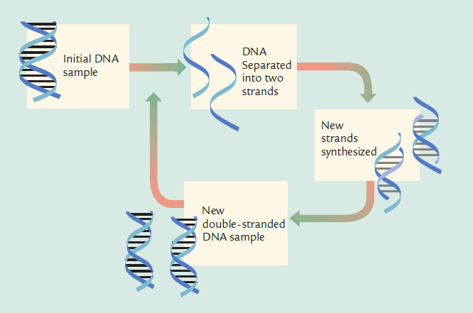 Η ανάλυση του DNA βασίζεται στη συμπληρωματικότητα των βάσεων και στο μηχανισμό αντιγραφής του Διαφορετικά πρότυπα κληρονομικότητας Το μιτοχονδριακό DNA, κληρονομείται μόνο από τη μητέρα και δεν