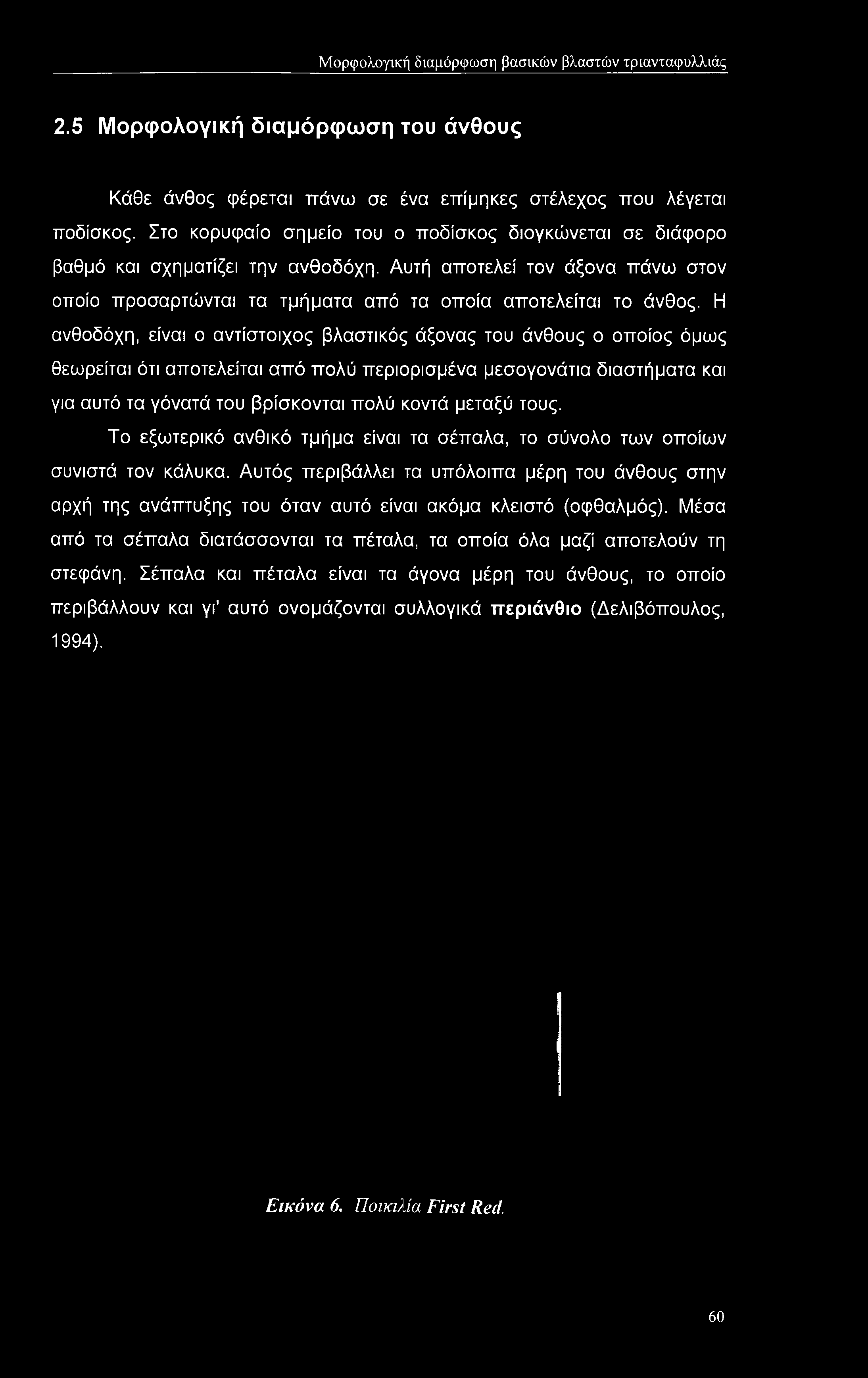 του βρίσκονται πολύ κοντά μεταξύ τους. Το εξωτερικό ανθικό τμήμα είναι τα σέπαλα, το σύνολο των οποίων συνιστά τον κάλυκα.