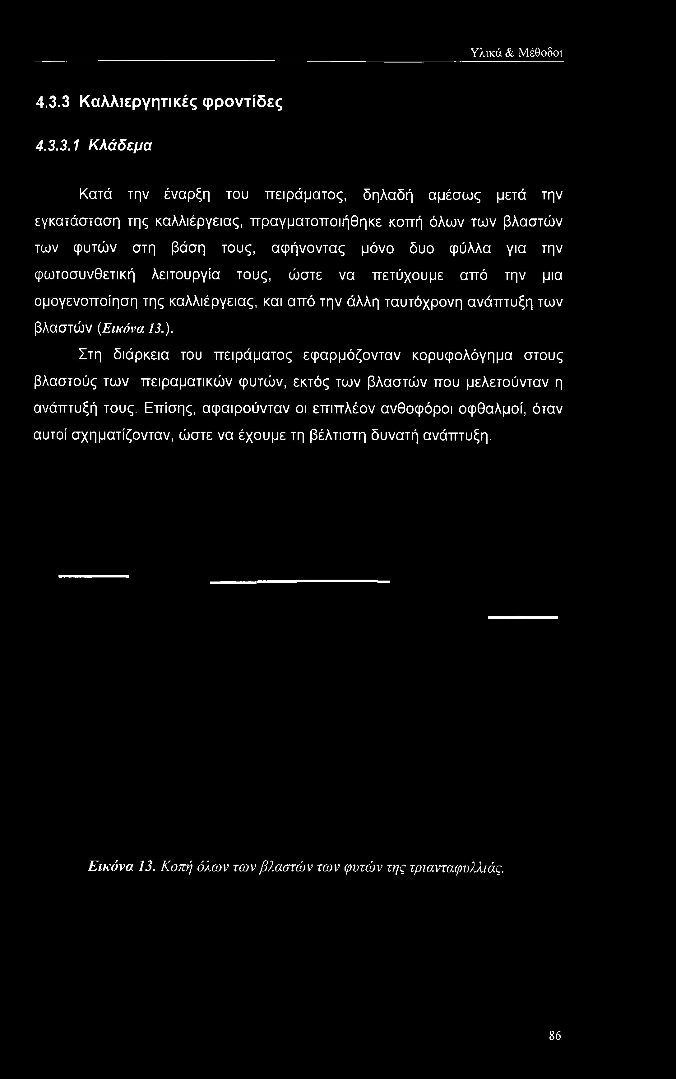 βάση τους, αφήνοντας μόνο δυο φύλλα για την φωτοσυνθετική λειτουργία τους, ώστε να πετύχουμε από την μια ομογενοποίηση της καλλιέργειας, και από την άλλη ταυτόχρονη ανάπτυξη των