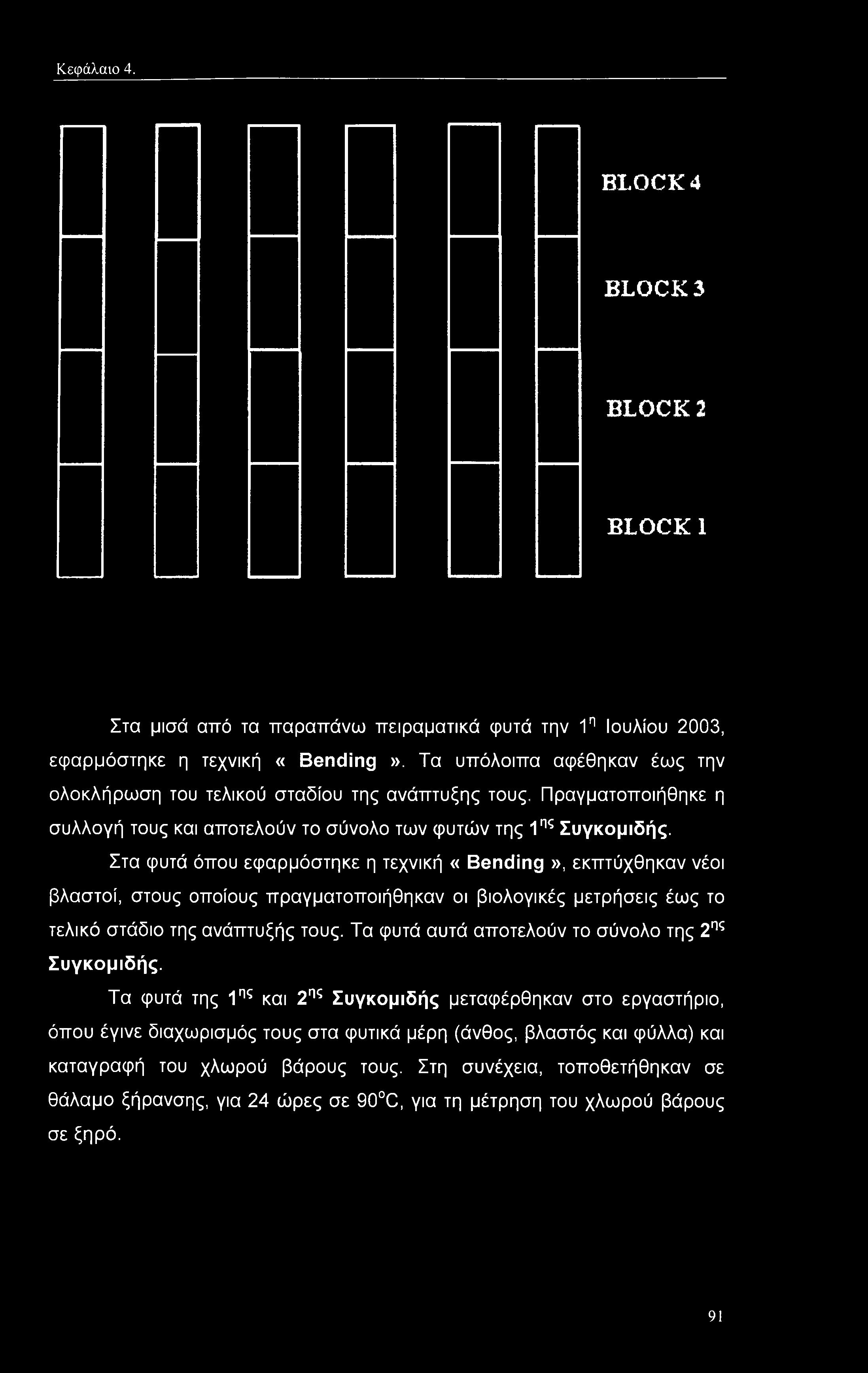 Κεφάλαιο 4. BLOCK4 BLOCK3 BLOCK 2 BLOCK 1 Στα μισά από τα παραπάνω πειραματικά φυτά την 1η Ιουλίου 2003, εφαρμόστηκε η τεχνική «Bending».