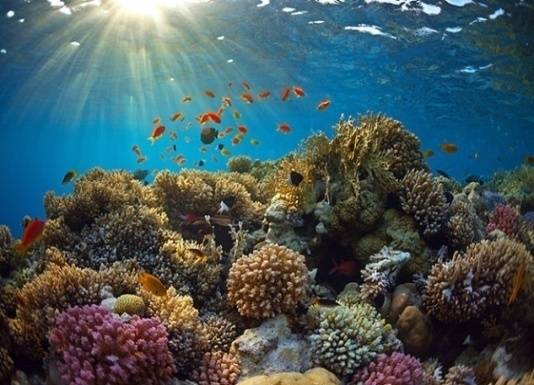 MAXAAD KA TAQAAN MURJAANTA BADDA (CORAL REEFS) W/Q: Musatfa Xasan Nuur HORUDHAC Buuro oo badda ku jira gaar ahaan Baddu waxay ka mid tahay qaybta oogada sare ee badda u nicmooyinka waa wayn ee Rabbi