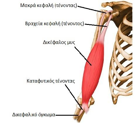 Καμπτήρες μύες δικέφαλος βραχιόνιος Έκφυση: Η βραχεία κεφαλή από την κορακοειδή απόφυση και η μακρά από το υπεργλήνιο φύμα της ωμοπλάτης. Κατάφυση: Κερκιδικό όγκωμα. Νεύρωση: Μυοδερματικό νεύρο.