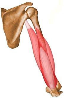 Εκτείνοντες μύες τρικέφαλος βραχιόνιος Η έκταση του βραχίονα εκτελείται κατά κύριο λόγο από αυτόν το μυ.
