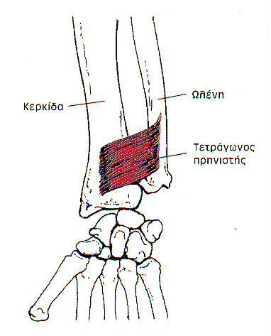 Πρηνιστές μύες