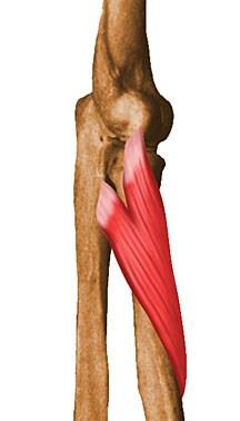 Υπτιαστές μύες υπτιαστής μυς Έκφυση: Παρακονδύλια απόφυση του βραχιόνιου, έσω πλάγιος σύνδεσμος του αγκώνα, δακτυλιοειδής σύνδεσμος και ωλένη. Κατάφυση: Μέσο της κερκίδας.