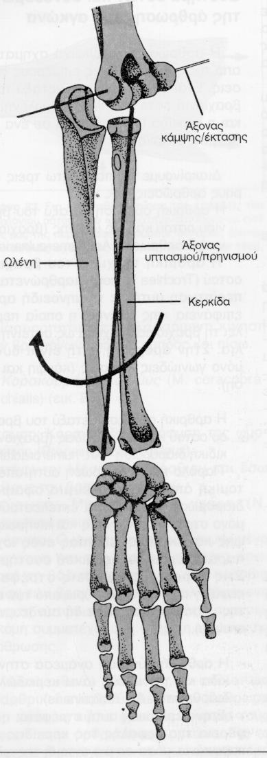 Άρθρωση του αγκώνα 1 Σύνθετη τροχογίγγλυμος άρθρωση.