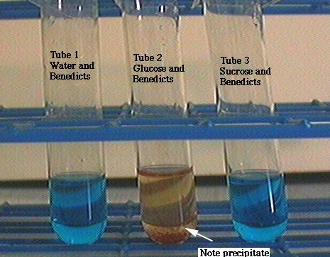 Δοκιμασίες Fehling και Benedict αναγωγή του