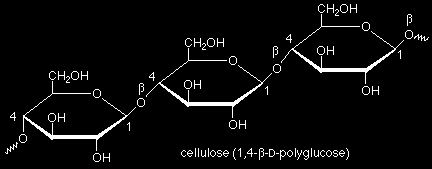 δομικό συστατικό φυτικού κυτταρικoύ τοιχώματος ευθύγραμμο πολυμερές β- D-γλυκόζης με β(1 4) γλυκοζιτικό δεσμό υδρολύεται