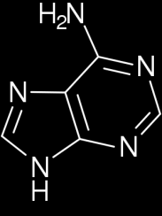 6.uzdevums Organiskā ķīmija A {par abiem organiskās ķīmijas uzdevumiem 40 punkti} Cilvēka DNS informācija ir iekodēta un tiek pārrakstīta, izmantojot slāpekļa bāzes adenīnu, citozīnu, guanīnu, timīnu