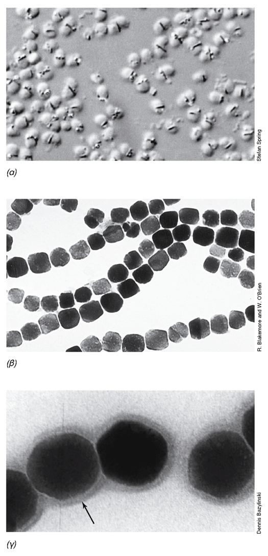 ΕΓΚΛΕΙΣΤΑ: ΜΑΓΝΗΤΟΣΩΜΑΤΑ Εικόνα 5.54: Μαγνητοτακτικά βακτήρια και μαγνητοσώματα. (α) Μικρογράφημα αντίθεσης συμβολής κοκκιωδών μαγνητοτακτικών βακτηρίων, όπου μπορούν να παρατηρηθούν μαγνητοσώματα.