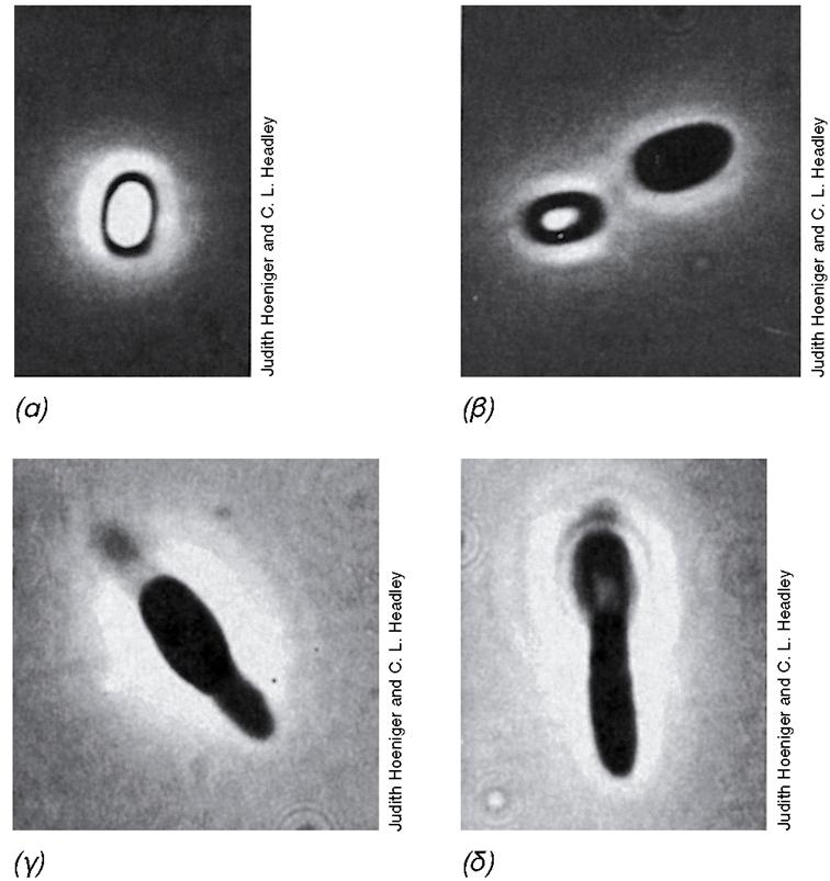 ΕΝΕΡΓΟΠΟΙΗΣΗ ΕΚΒΛΑΣΤΗΣΗ ΑΥΞΗΤΙΚΗ ΕΚΡΗΞΗ Εικόνα 4.64: Εκβλάστηση του ενδοσπορίου στον Bacillus. Σταδιακή μετατροπή του ώριμου ενδοσπορίου (α) σε βλαστικό κύτταρο (δ).