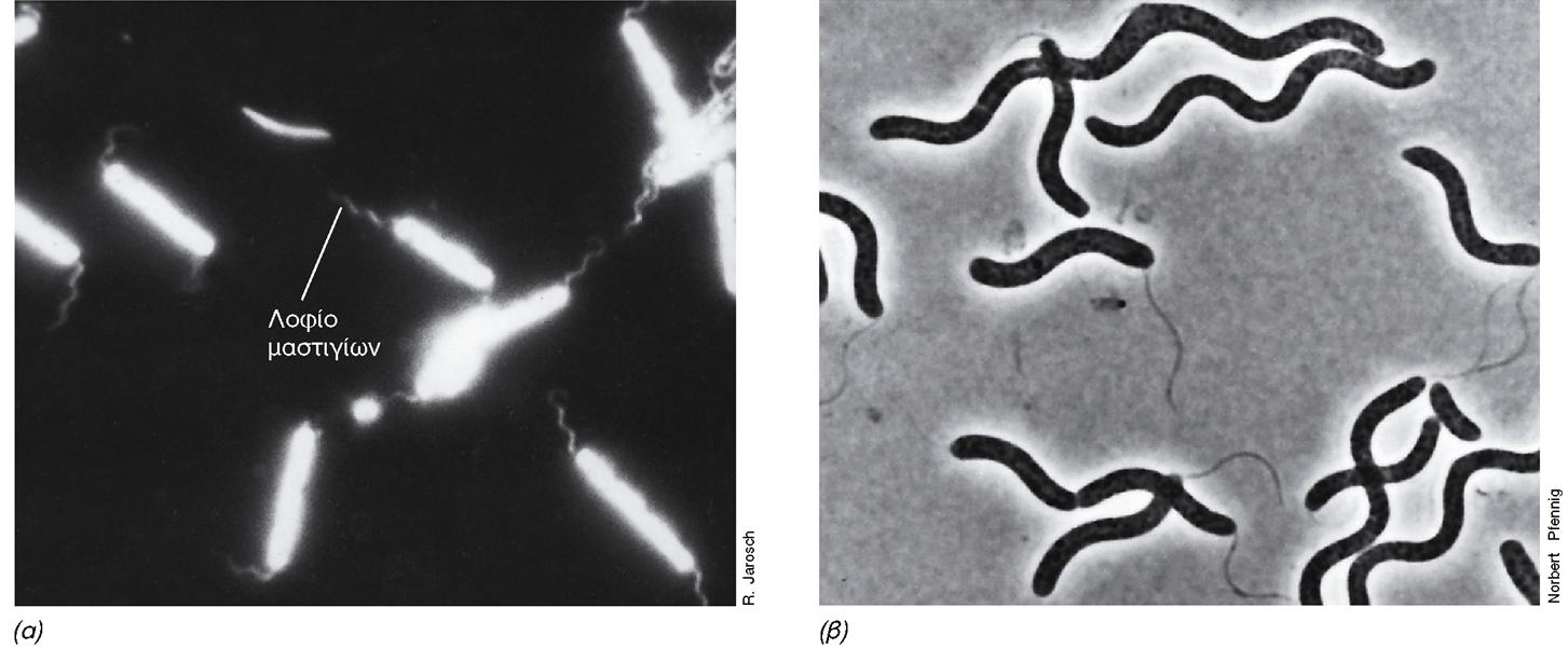 ΒΑΚΤΗΡΙΑΚΑ ΜΑΣΤΙΓΙΑ Εικόνα 4.40: Βακτηριακά μαστίγια, παρατηρούμενα σε ζώντα κύτταρα. (α) Μικροφωτογραφία σκοτεινού πεδίου μιας ομάδας μεγάλων, ραβδόσχημων βακτηρίων με λοφία μαστίγιων σε κάθε πόλο.