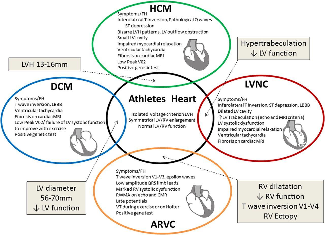 Differentiating features between physiological cardiac changes
