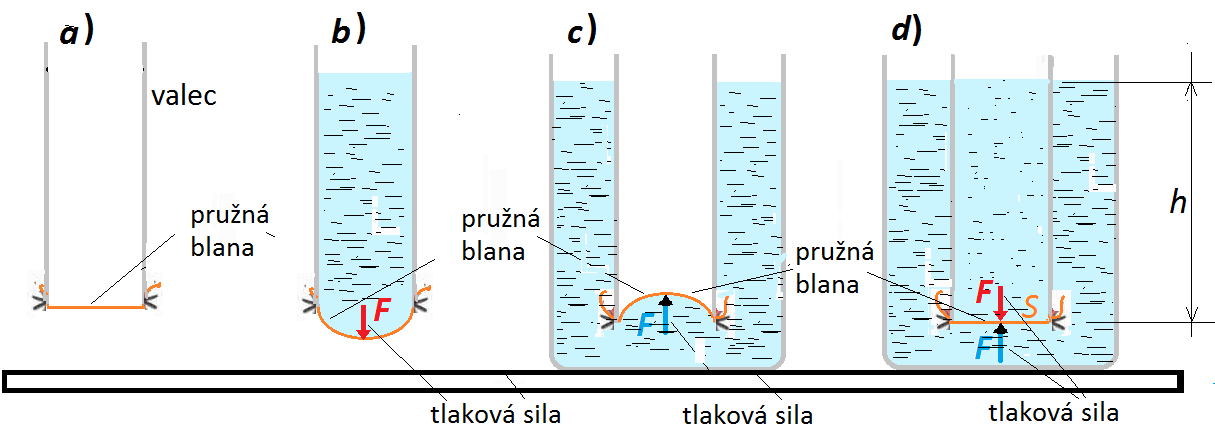 smerom nadol (b). Prázdny valec ponoríme do nádoby s vodou a pozorujeme, že sa blana prehne smerom hore (c). Voda v nádobe zrejme pôsobí tlakovou silou smerom nahor, kolmo na plochu blany.