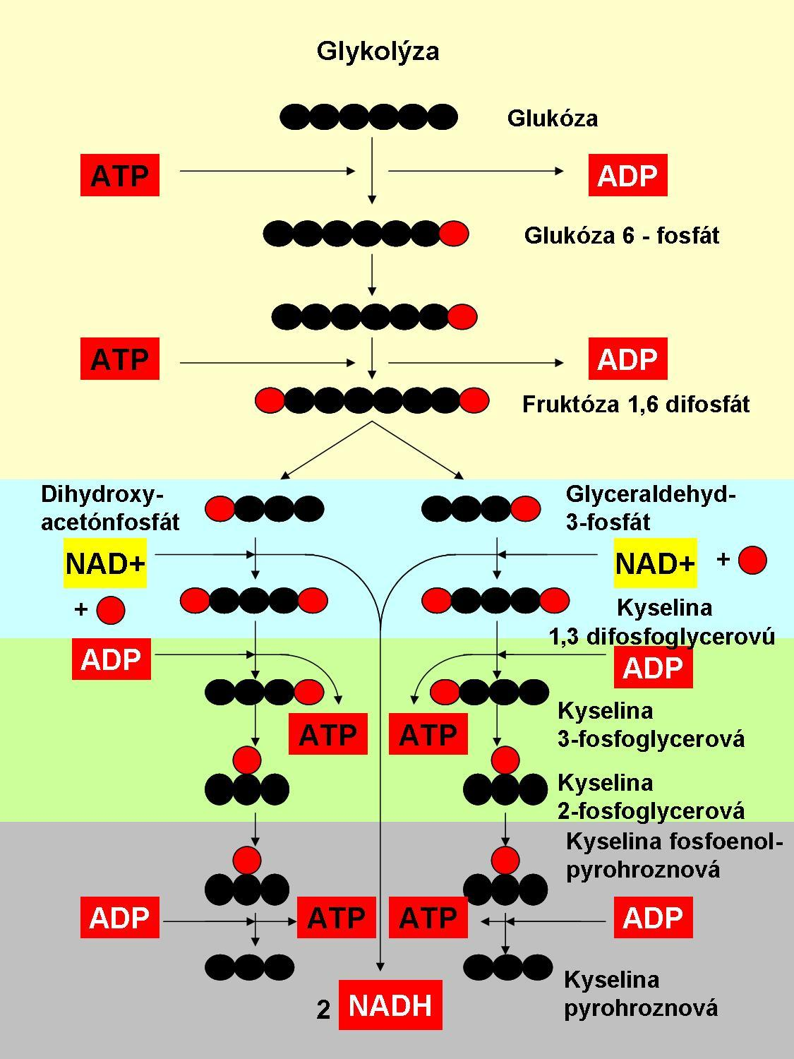 energeticky ešte bohatého medziproduktu (kvasenie). Začiatočný úsek premeny glukózy po vytvorenie pyruvátu (kys.