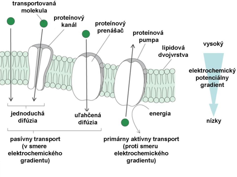 Najdôležitejšou formou transportu je aktívny transport. Takýmto spôsobom prechádza do bunky väčšina substrátov, napr. aminokyseliny, sacharidy, ióny.