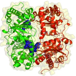 Obr. 55. Pohľad na štruktúru enzýmu, enzým s nenaviazaným substrátom, enzým s naviazaným substrátom. (http://www-news.uchicago.edu/releases/06/images/061011.enzyme.jpg) (http://www.yellowtang.