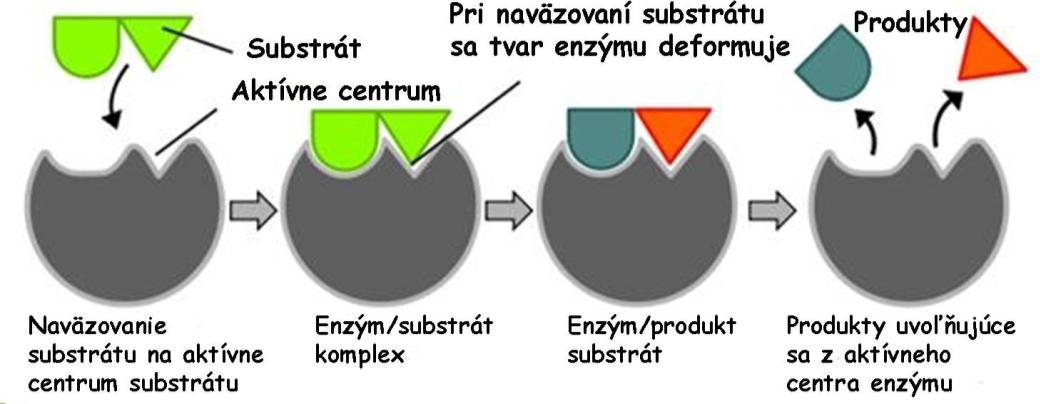 Obr. 56. Znázornenie enzymatickej reakcie vo vzťahu ku aktivačnej energii. Pri biokatalyzovanej reakcii reaguje enzým (E) so substrátom (S) vytvorí komplex enzým-substrát (ES).
