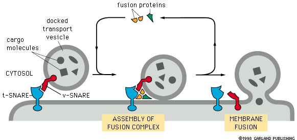 Μηχανισµός σύντηξης SNAPs: Soluble NSF Attachment Proteins