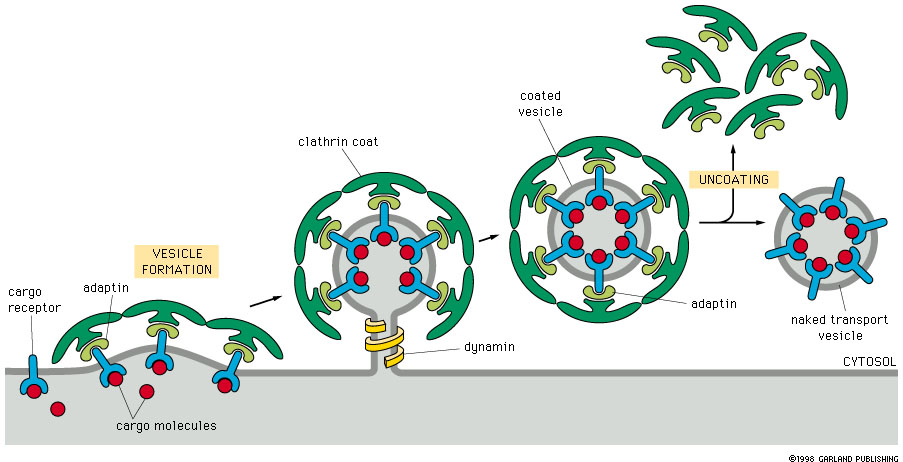 Κυστίδια καλυµµένα µε κλαθρίνη- συνέχεια Clathrin coated vesicles Μηχανισµός