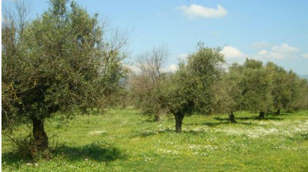 Προφίλ του ελληνικού ελαιολάδου Η Ελλάδα είναι η 3 η χώρα στον κόσμο σε