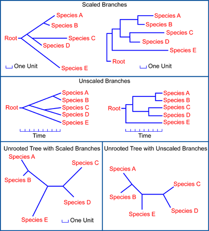 Branches Image: http://www.ncbi.