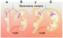 στα αρχικά στάδια των εμβρύων.