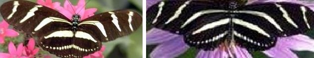5.3 Πειράµατα µε τη ϐάση Butterfly 67 καθώς είναι η µόνη κλάση πεταλούδων της ϐάσης µε κυρίαρχο το λευκό χρώµα στα ϕτερά. Σχήµα 5.